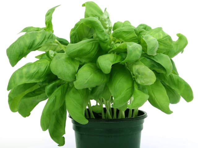 Plante saine