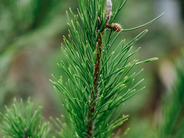Jeune pousse de pin saine, aiguilles vert vif