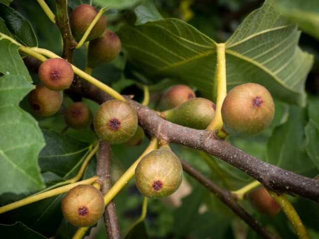 Figuier sain : figues vertes bien formées et feuillage vert vigoureux.