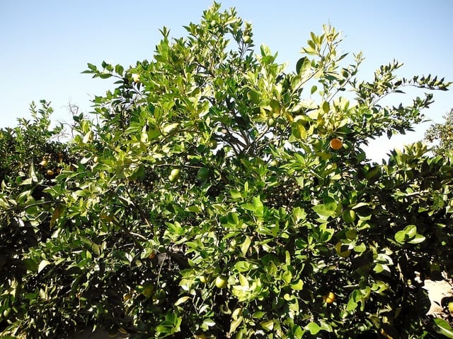 Citronnier sain, feuillage vert dense et fruits, sans symptôme