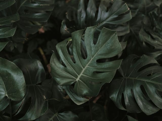 Plante saine