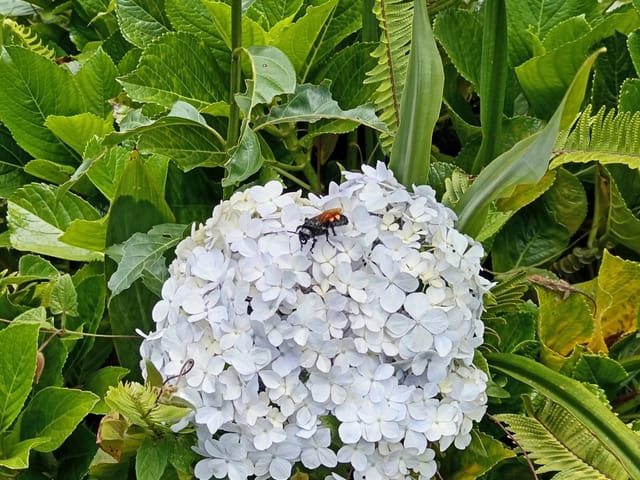 Hortensia sain au feuillage vert et dense