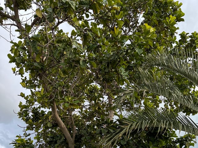Ficus lyrata en pleine santé, feuillage vert et dense en forme de lyre.