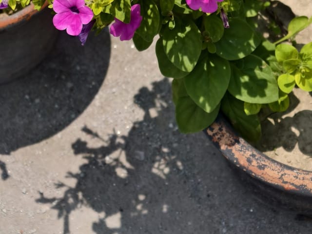 Pétunia sain et vigoureux, feuillage vert et port dressé
