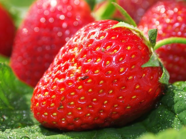 Fraise mûre saine, chair rouge brillante et feuillage vert vigoureux