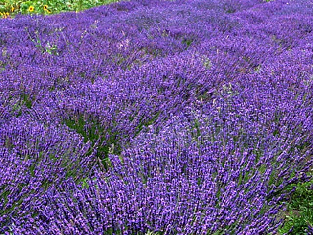 Champ de lavande en pleine santé, épis violets et feuillage vert vigoureux