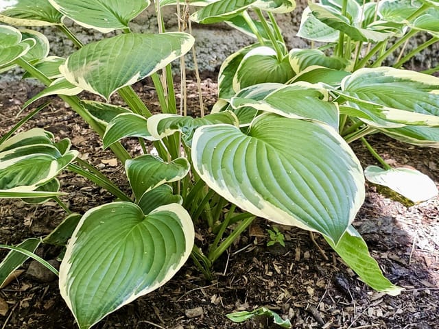 Plante saine
