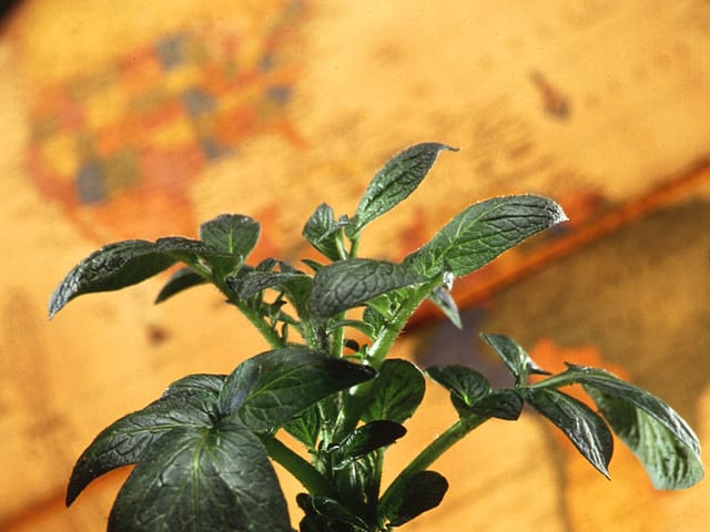 Jeune plant de pomme de terre sain, au feuillage vert foncé sans aucune tache.