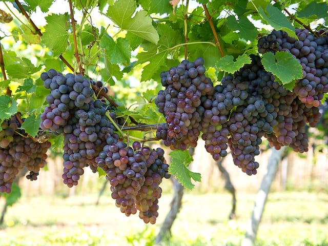 Vigne saine : feuillage vert et grappes intactes