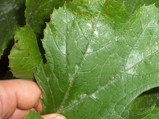 Feuille de courgette saine, vert franc, sans aucun feutrage
