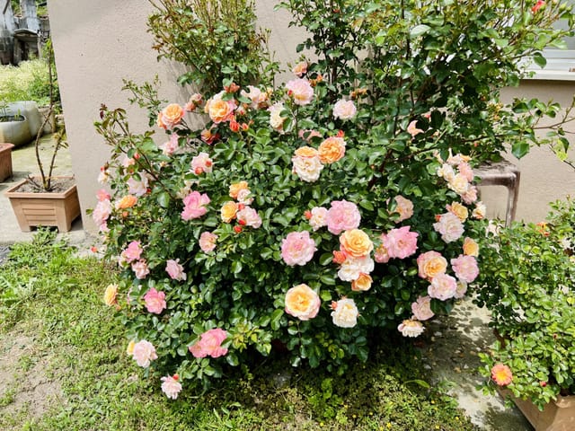 Rosier en pleine santé, feuillage vert brillant et floraison abondante, sans aucun symptôme