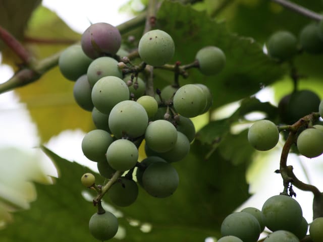 Grappe de raisin verte saine, aux grains lisses et fermes