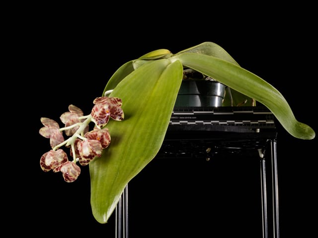 Phalaenopsis sain : feuillage vert et hampe florale en fleurs.