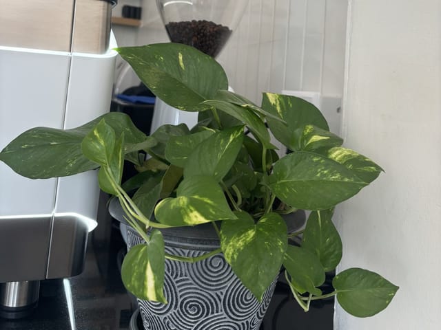 Pothos sain au feuillage vert et vigoureux