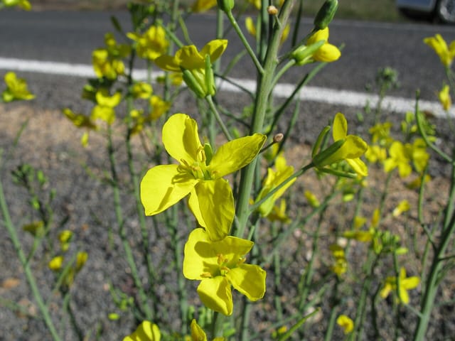 Pied de brassicacée sain, feuillage vert et fleurs jaunes, sans ravageur.
