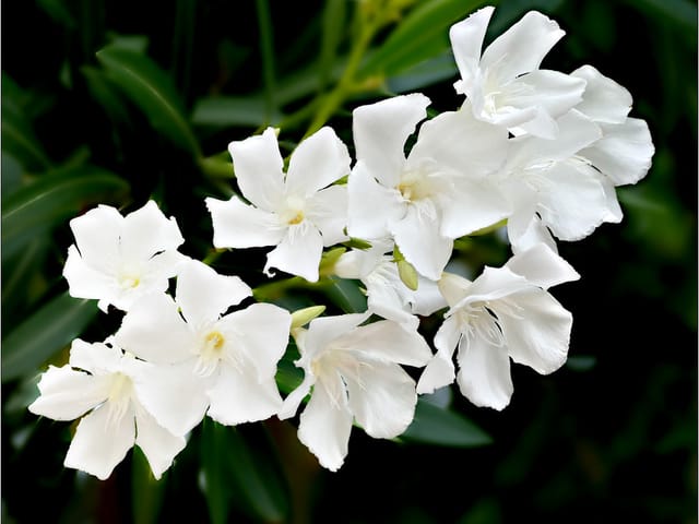 Plante saine
