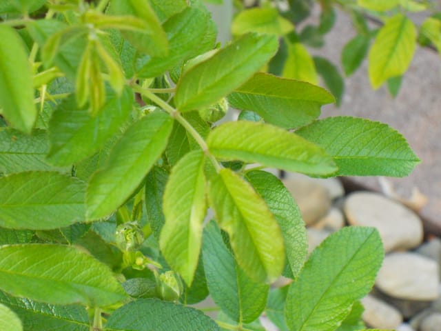 Feuillage de rosier sain, vert et brillant, sans aucune tache