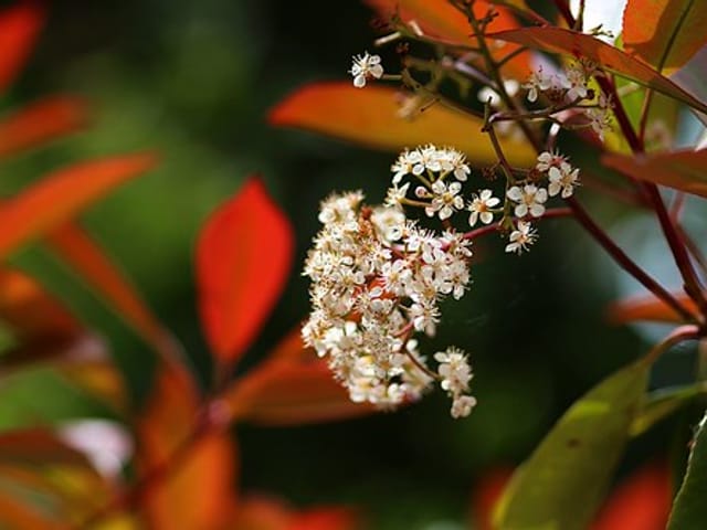 Photinia en pleine santé, en fleurs, au jeune feuillage rouge vif
