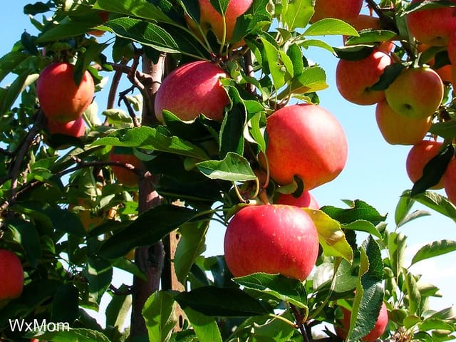 Pommes rouges saines sur l'arbre, feuillage vert sans aucune tache