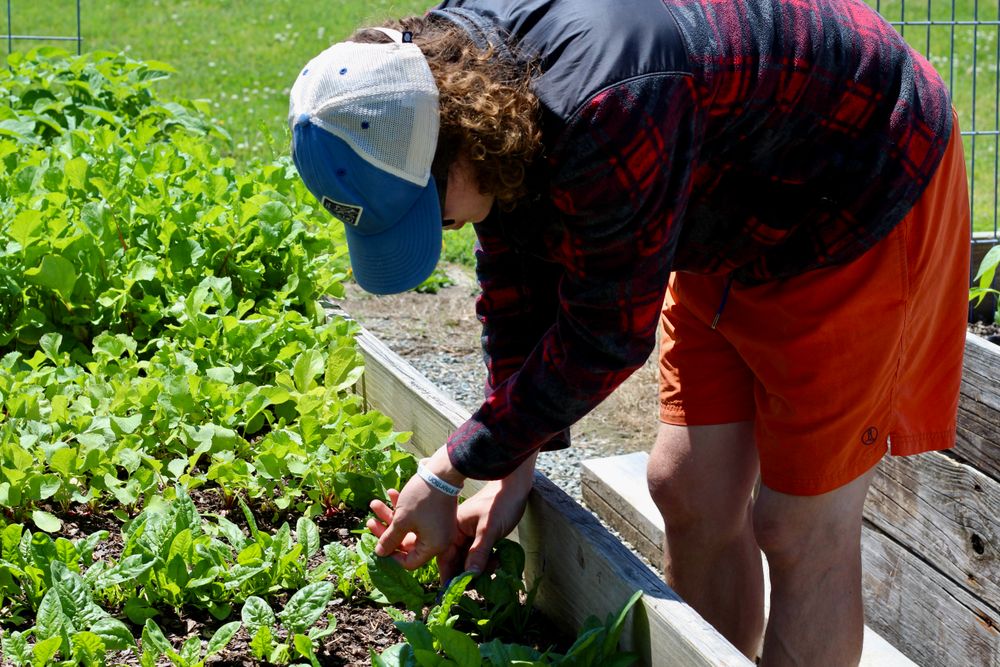 Jardin potager en bacs, bien entretenu