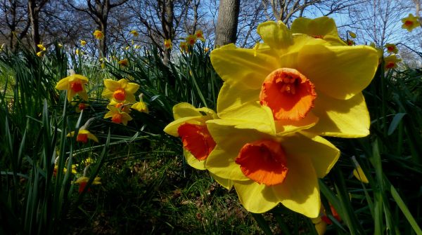Jardin fleuri entretenu